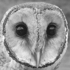 black and white photograph of an owl's face