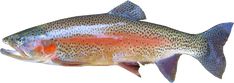 a rainbow colored fish with spots on it's body