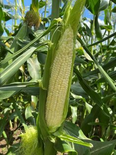 an ear of corn is growing in the field