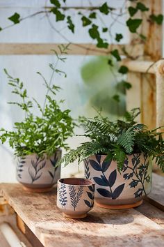 three potted plants sitting on top of a wooden table