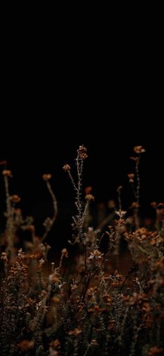 some very pretty flowers in the dark