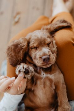 a small brown dog laying on top of a person's arm