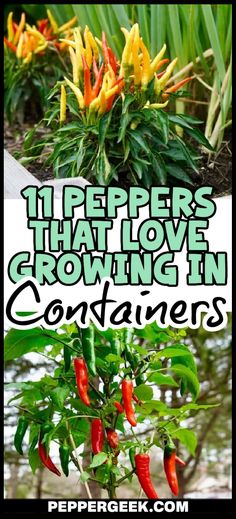 peppers that love growing in containers