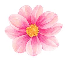 a watercolor painting of a pink flower with yellow stamen on the center and petals