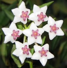 small white flowers with pink centers on green leaves