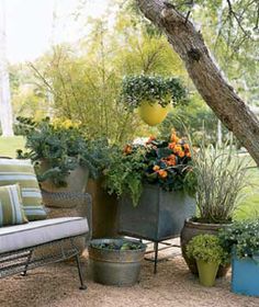 several potted plants are sitting on the ground in front of a chair and tree