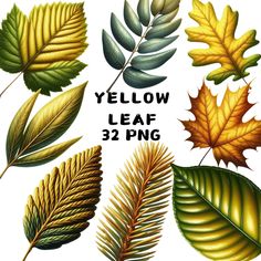 various types of leaves are shown in this image with the words, yellow leaf 32 png