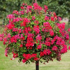 a bush with red flowers in the middle of a green field and trees behind it