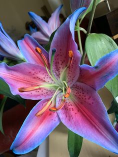 a pink and blue flower with green leaves