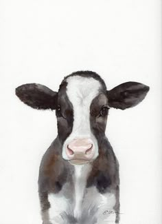 a black and white cow sitting down with it's head turned to the side