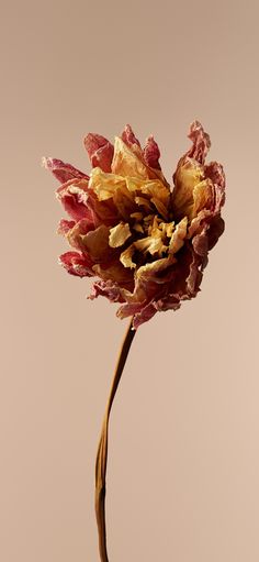 a flower that is sitting on a table