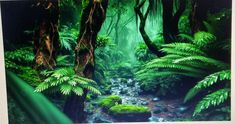 an image of a forest scene with ferns and rocks