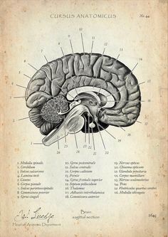 an old diagram of the human brain