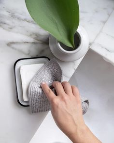 a person cleaning a white sink with a green plant in the corner next to it