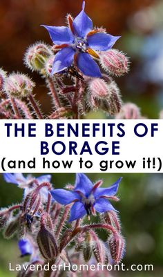 the benefits of boragge and how to grow it with text overlay that reads, the benefits of boragge and how to grow it