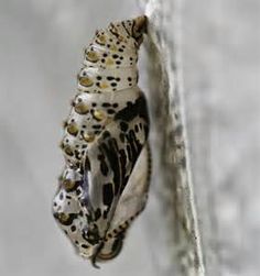 a close up of a caterpillar attached to a piece of fabric with other things in the background