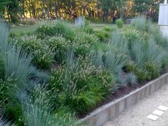 an outdoor garden with lots of green plants and flowers in the center, surrounded by concrete planters