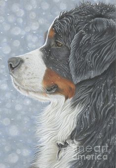 a close up of a dog's face with snow falling on the ground behind it