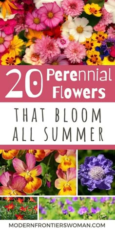 flowers that bloom all summer with text overlay