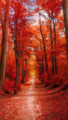 a path in the middle of an autumn forest