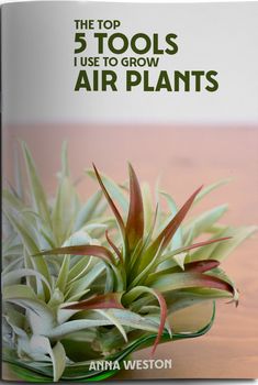 the top 5 tools i use to grow air plants by amanda weston, author