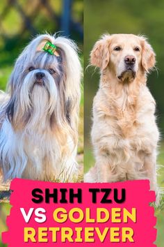 Will it be the charming and compact Shih Tzu or the majestic and friendly Golden Retriever that comes out on top? We will find out in this video of Shih Tzu Care.