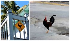 there are two pictures one has a rooster and the other has a chicken crossing sign