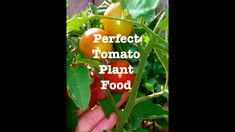 tomatoes growing on the vine with words perfect tomato plant food