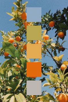 an orange tree with lots of fruit growing on it's branches and the sky in the background