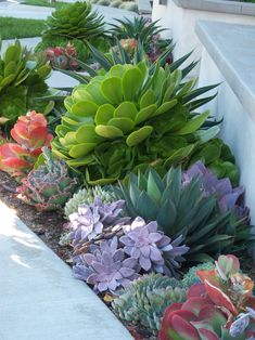 many different types of succulents in a planter on the side of a building