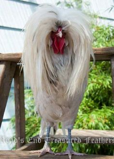 a close up of a rooster on a wooden bench