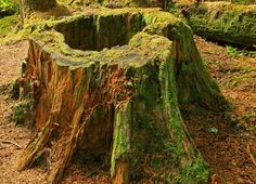 a large tree stump with moss growing on it's sides in a forest area