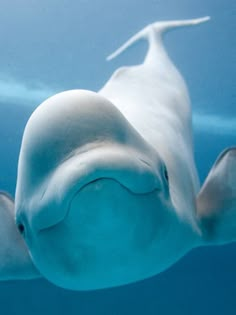 an underwater view of a white dolphin swimming in the water