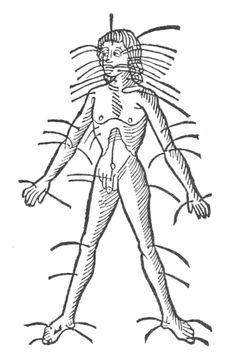 a drawing of the human body with many lines and shapes on it, vintage line drawing or engraving illustration