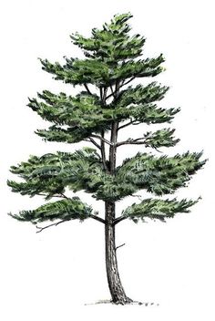 a drawing of a pine tree with green leaves on the top and bottom branches, against a white background