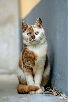 a brown and white cat sitting on the ground next to a wall with blue eyes