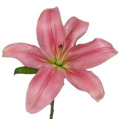 Antique Pink Hybrid Lily Flower Icons, Antique Pink, Flower Arrangement