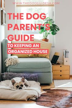 the dog parents guide to keeping an organized house