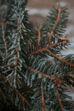 the branches of a pine tree are covered in frost