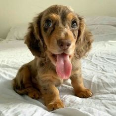 a brown and white dog laying on top of a bed with its tongue hanging out