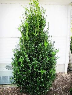 a tall green bush sitting next to a white building