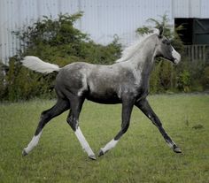 a black and white horse is running in the grass