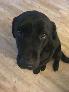 a black dog is sitting on the floor looking at the camera with an intense look