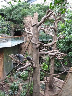 a tree in the middle of a forest filled with lots of leaves and branches, next to a building