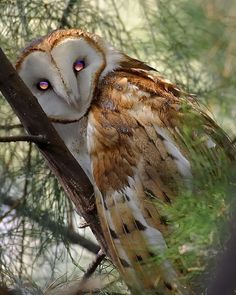 an owl is sitting in a tree with its eyes wide open and glowing red on it's face