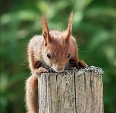 a red squirrel sitting on top of a wooden post