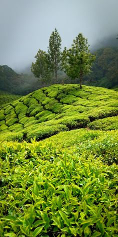 tea bushes in the foreground, with trees and mountains in the background