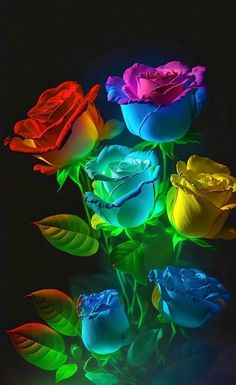 multicolored roses are lit up in the dark