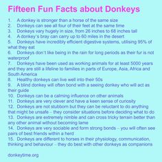 a blue poster with the words fifteen fun fact about donkeys