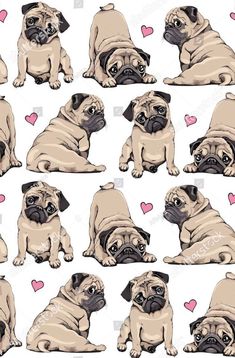 a bunch of pug puppies with hearts on white background seamless wallpaper